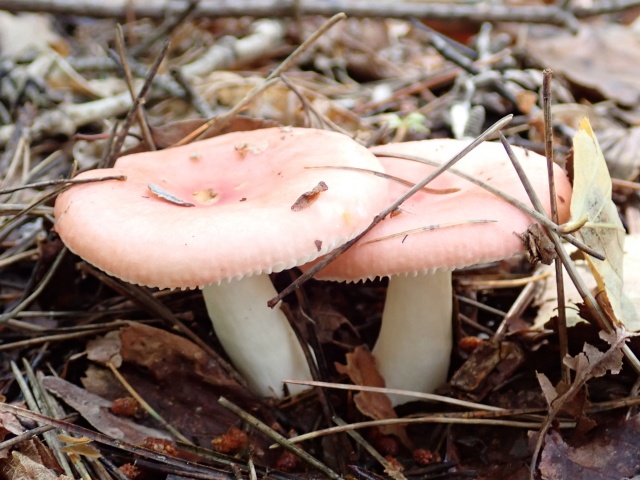 ドクベニタケ