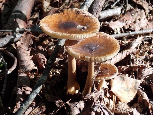 カバイロツルタケ