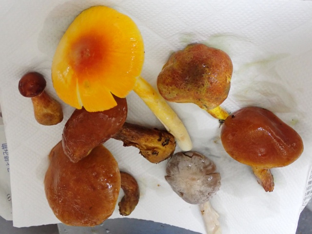 本日の収穫。上段左はタマゴタケ、同右がキイロイグチ、下段右はムラサキシメジ